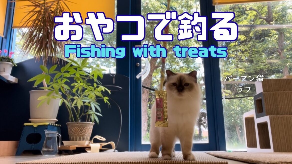 バーマン猫ラフ【おやつで釣る】Fishing with treats（バーマン猫）Birman/Cat