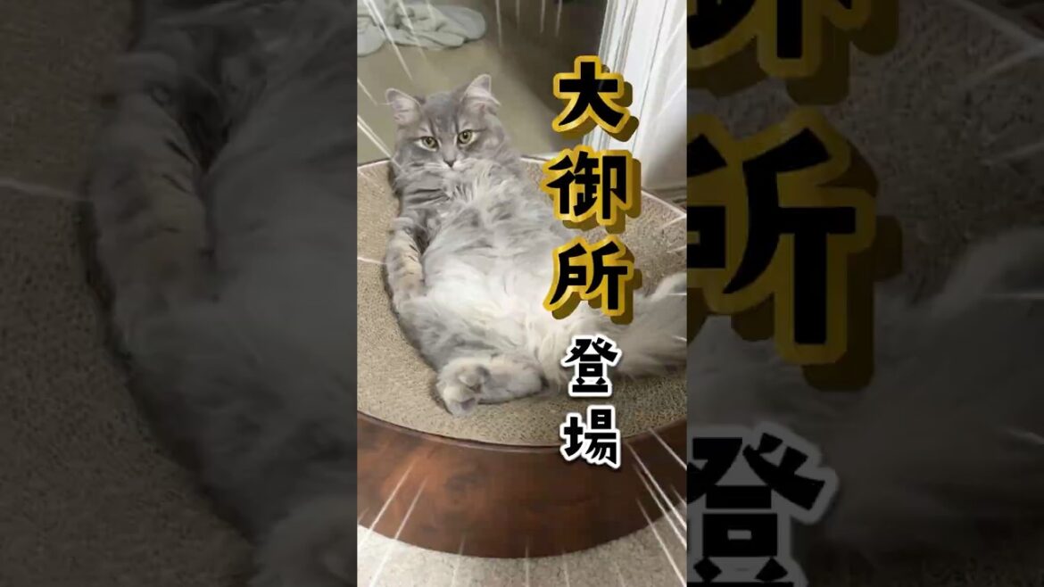 見た目は子猫、中身は大御所な猫#サイベリアン #猫 #cat #大御所猫
