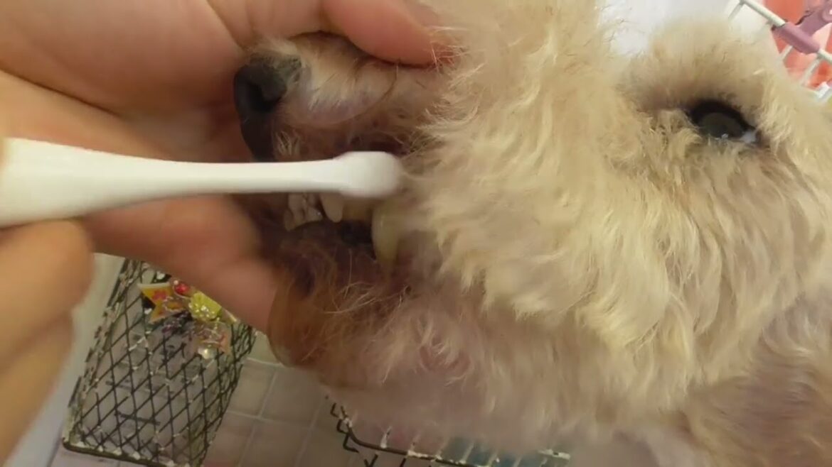 ワイヤーフォックステリアの桃ちゃん（シャンプー中動画なくし）