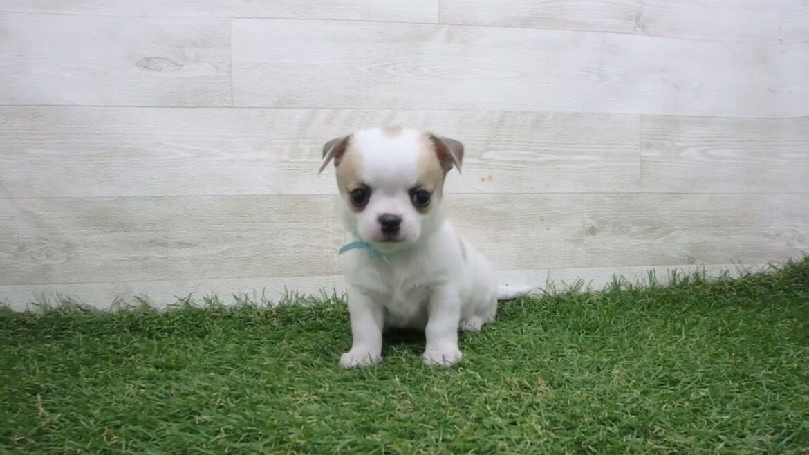 Coo&RIKU　No.00730903 チワワ（スムースコート）