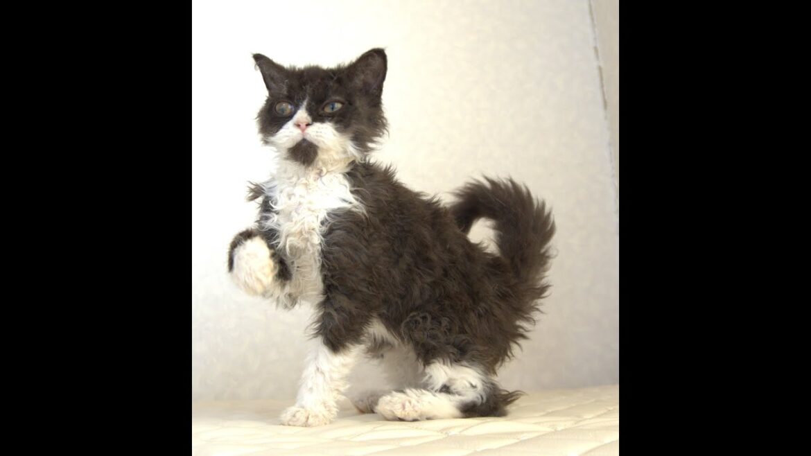 セルカークレックス子猫 Selkirk Rex 2025.4.12産まれ ブラック&ホワイト 巻き毛 女の子 シーダキャット猫のお店 セルカークレックス子猫 Selkirk Rex 2025.4.12産まれ ブラック&ホワイト 巻き毛 女の子 シーダキャット猫のお店