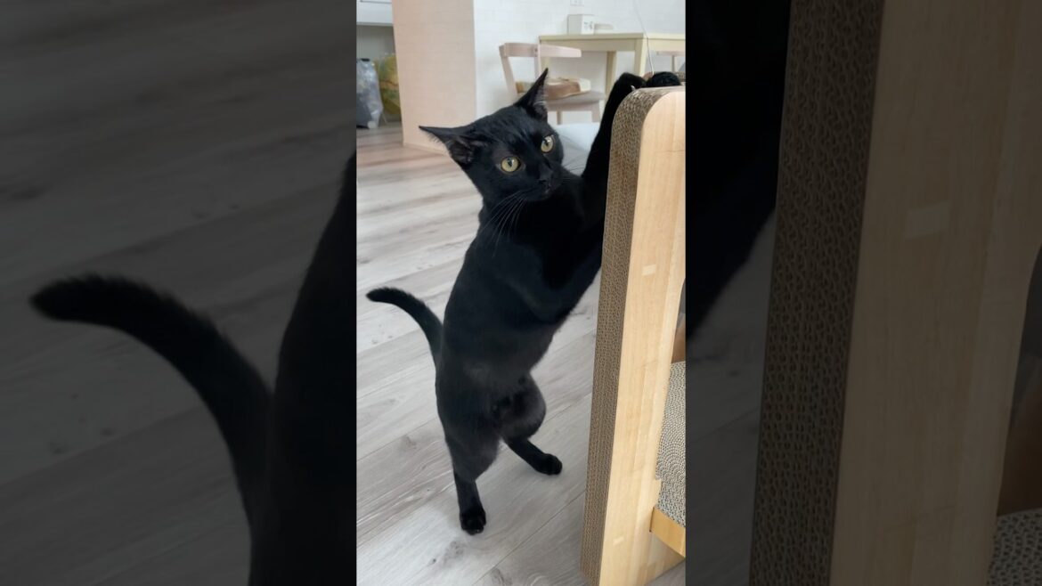 休日の朝の黒猫　#ボンベイ #子猫 #cat #bombay #ねこ #ねこのいる生活 #猫のいる暮らし #ねこ動画 #ねこじゃらし #ねずみ #おもちゃ #かわいい #癒やし #猫壱 #爪とぎ