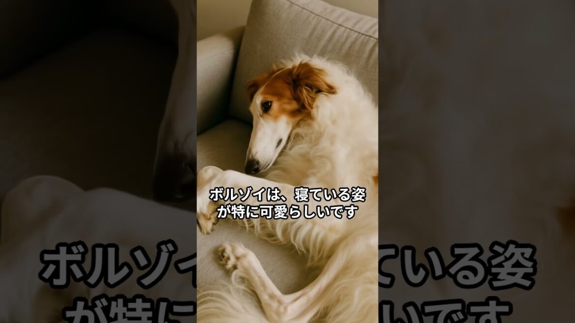 ボルゾイの可愛すぎる習慣５選　　#ボルゾイ #犬 #動物動画 #dog #犬のいる暮らし
