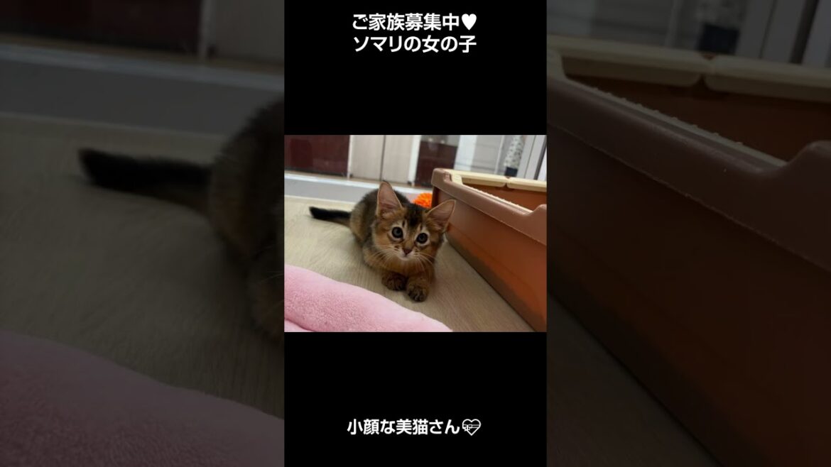 小顔なソマリの女の子😻【横浜ペットショップ ベルドック】#shorts #猫動画 #猫のいる暮らし #ソマリ