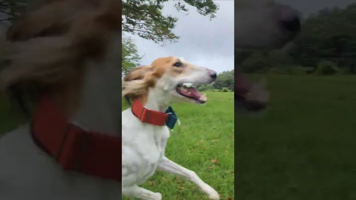 悪天候につきガラガラ #shorts #サルーキ #犬 #saluki #sighthound #dog #ドッグラン