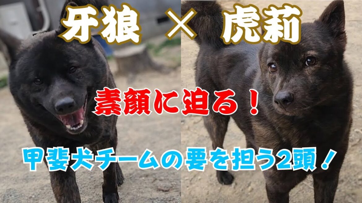 賢すぎる甲斐犬！ガロとコマリの紹介＆まさかの大ゲンカ未遂？！