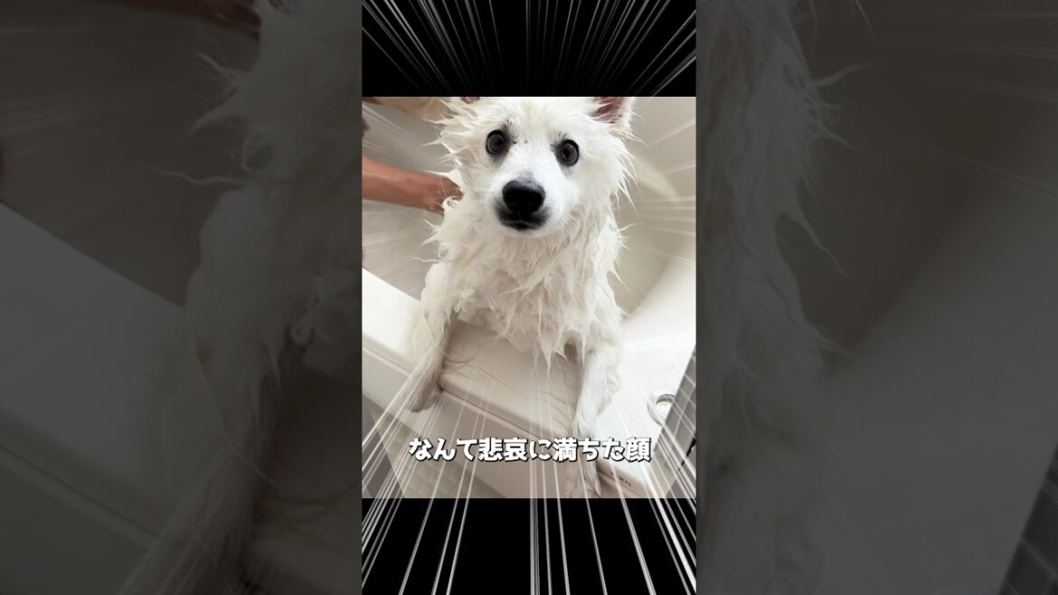 シャンプー中かわいそうな顔して出してもらうとする犬　#日本スピッツ #shorts #犬シャンプー
