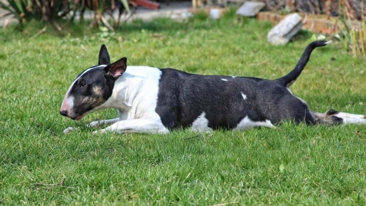 イングリッシュ・ブル・テリアを飼ってはいけない12の衝撃的な理由！🐶❌