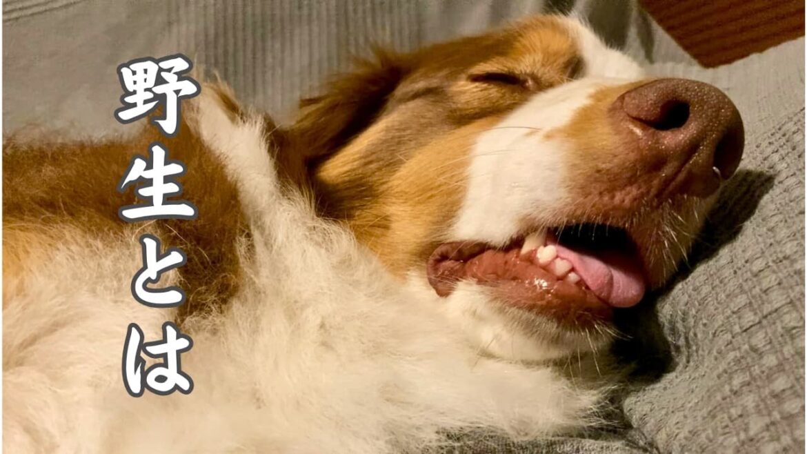 野生を忘れて惰眠を貪る大型犬｜オーストラリアンシェパード