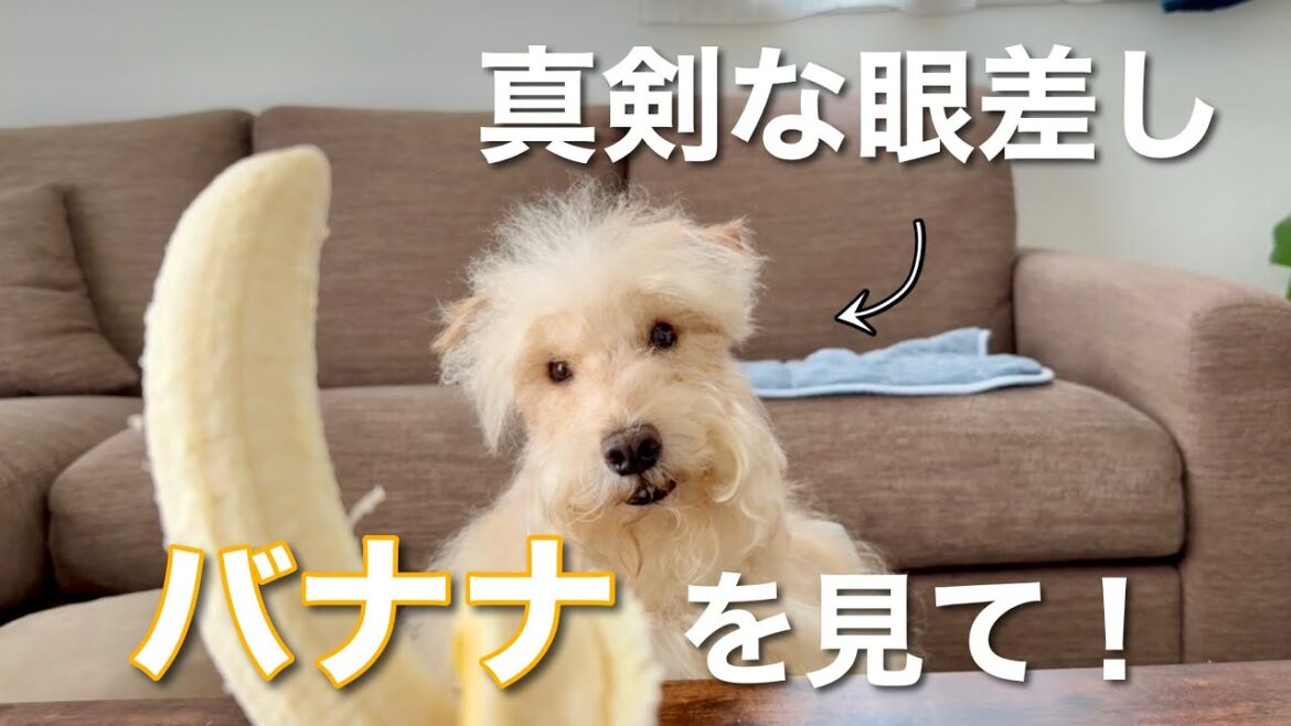 【爆笑】バナナを真剣に見る顔が可愛い！テリア