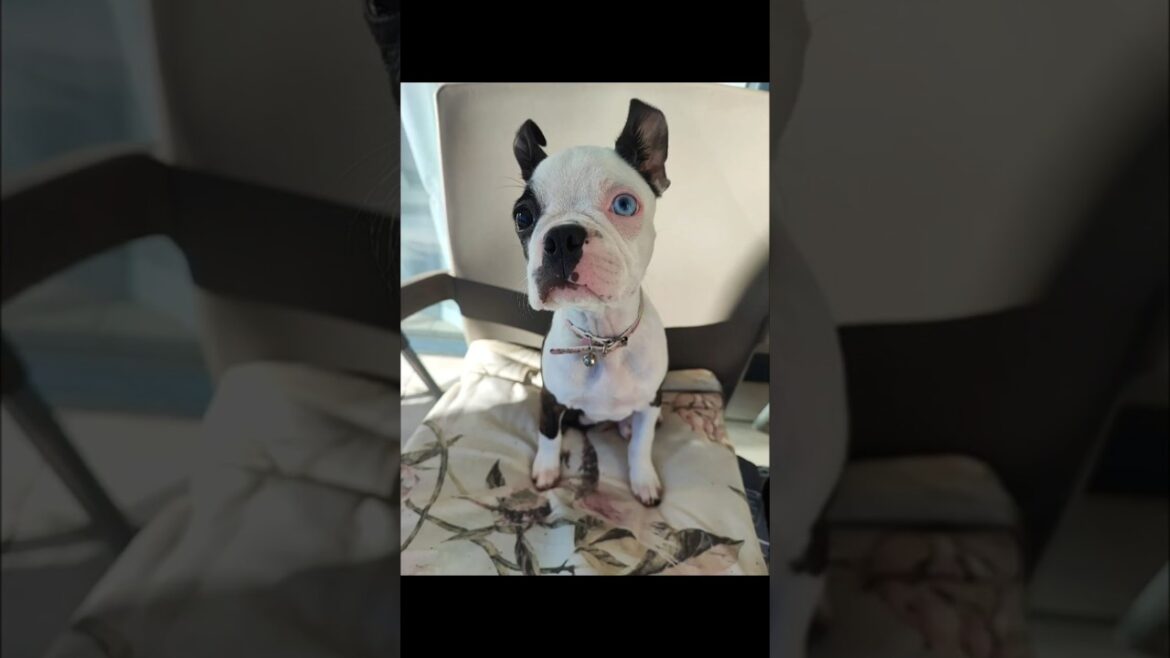 Daisy Speaks | Boston Terrier’s Taylor Swift Moment