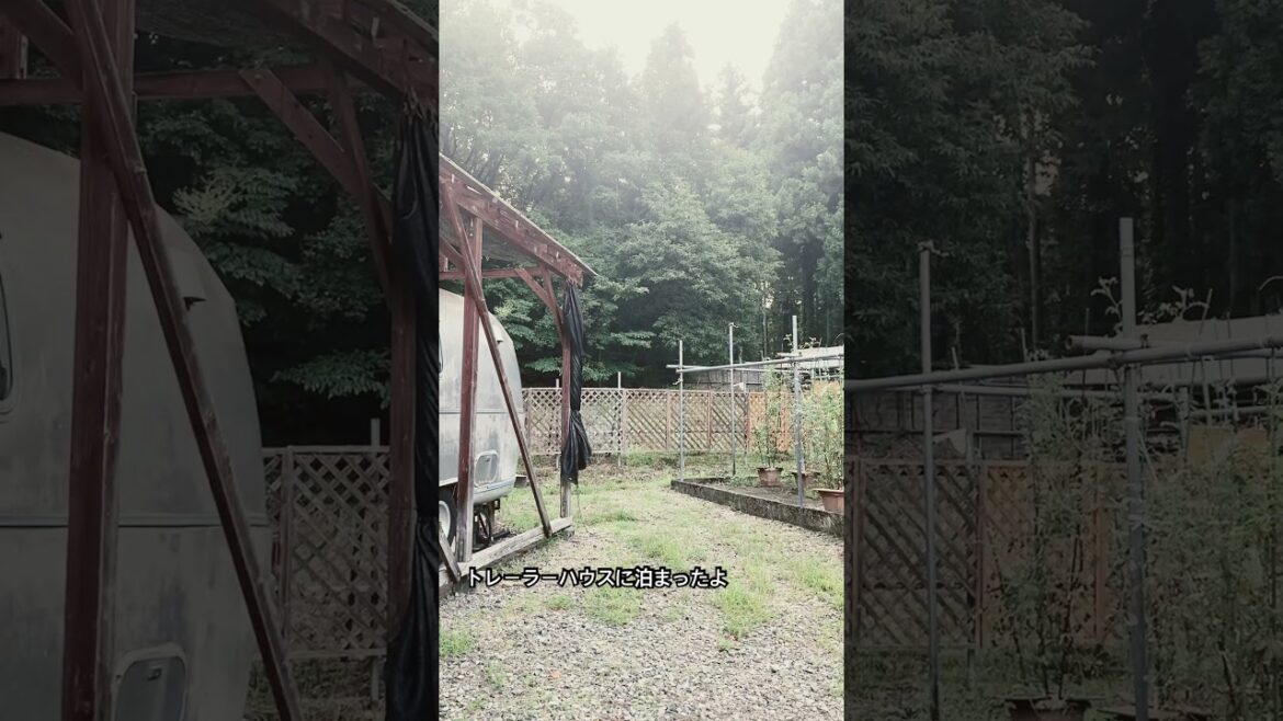きょうりゅうのまち　#日本スピッツ #ジュラシック