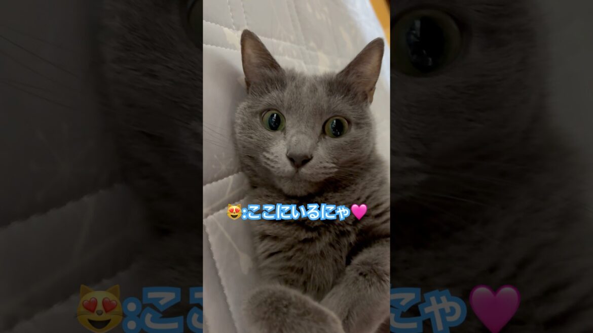 ここに居るにゃ❤️ #猫 #ロシアンブルー #shorts