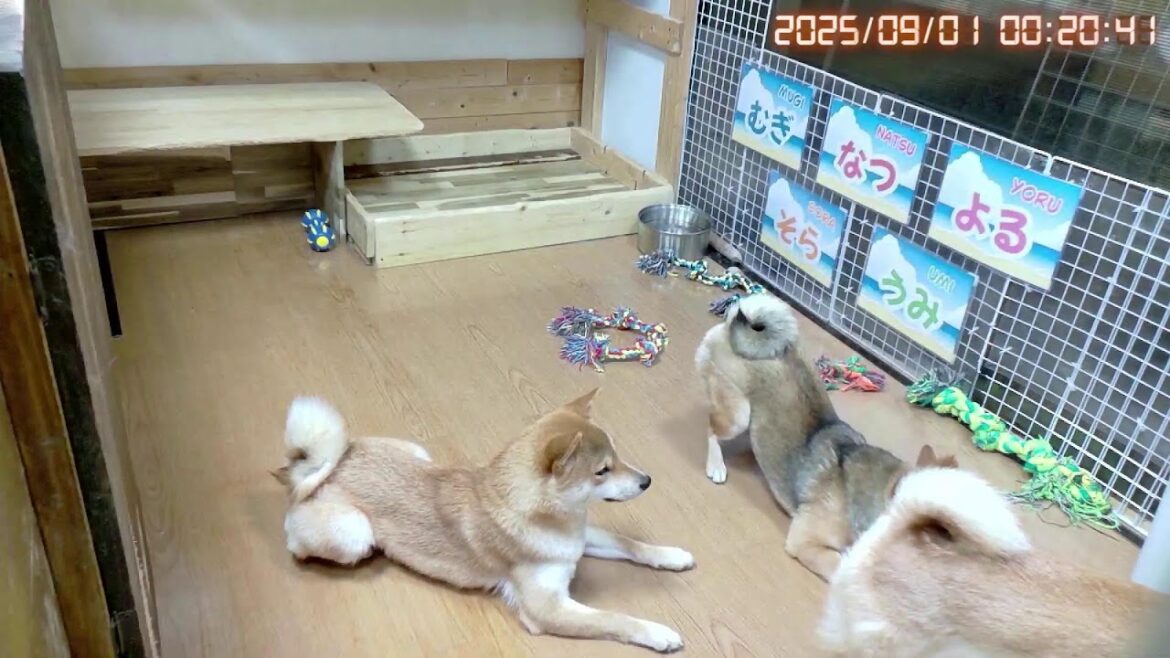 柴犬なつ!子育て生配信【生後355日】柴犬に柴かれる友人 柴犬なつ!子育て生配信【生後355日】柴犬に柴かれる友人