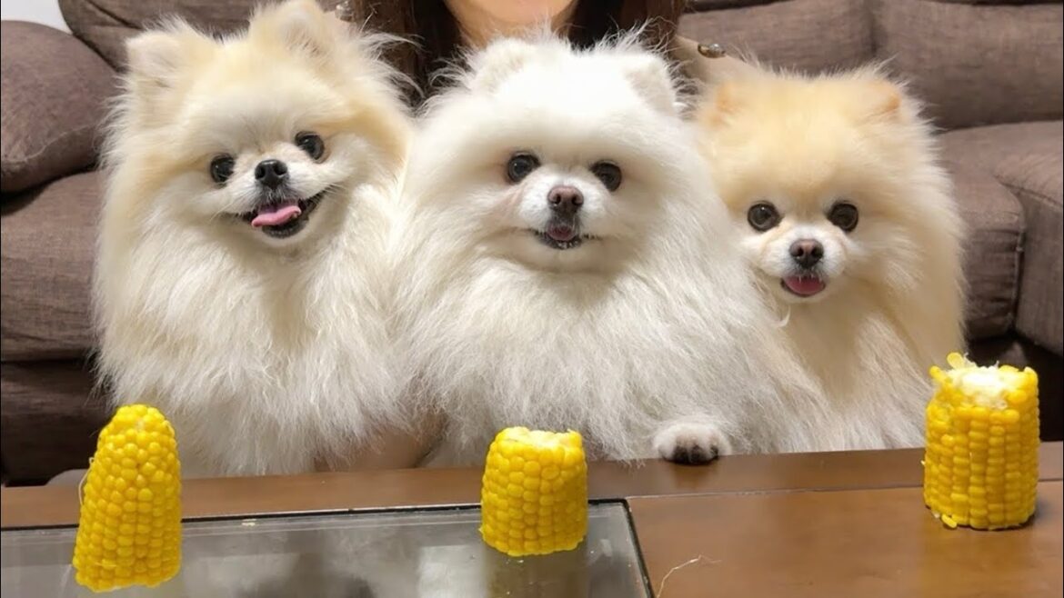 とうもろこしが美味しすぎて笑顔になる3姉妹ポメラニアン