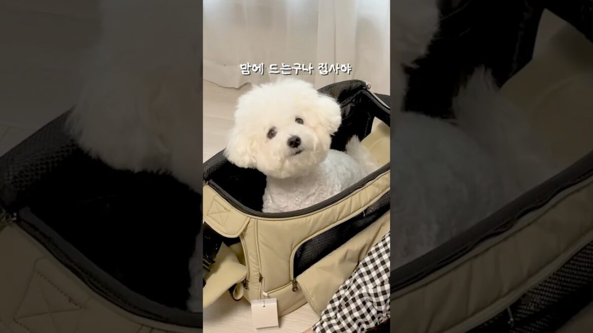 슬링백과 강아지만 있다면 어디든 갈 수 있숴. 👜🐶 #쏘오옥슬링백 #내돈내산 #비숑