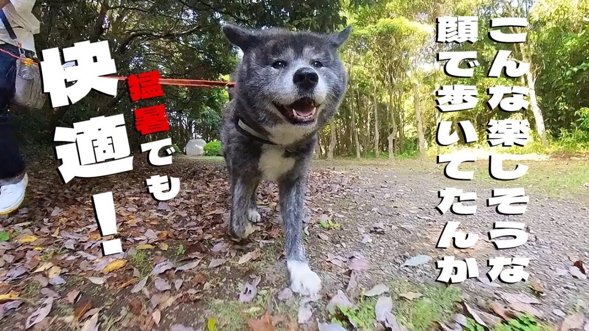 【秋田犬】猛暑でも快適！秋馬とお菊の避暑散歩でキラキラ笑顔【akita dog】