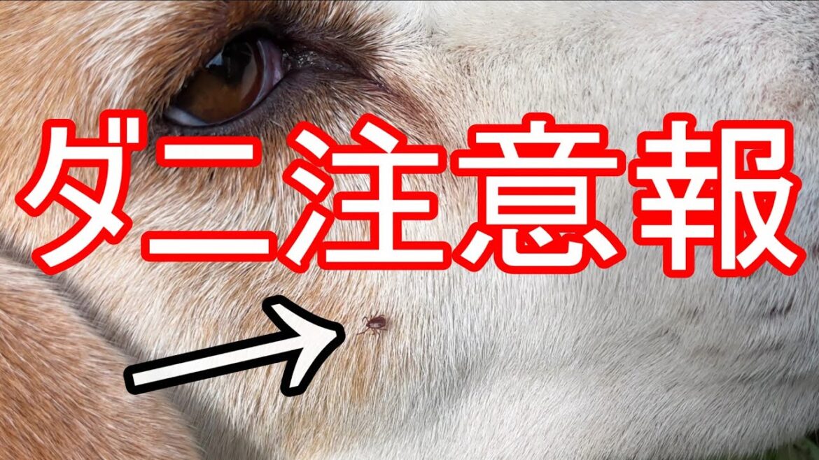 犬の顔にダニ発見! 油断している間にエイ! うまく取れた #shorts 犬の顔にダニ発見! 油断している間にエイ! うまく取れた #shorts