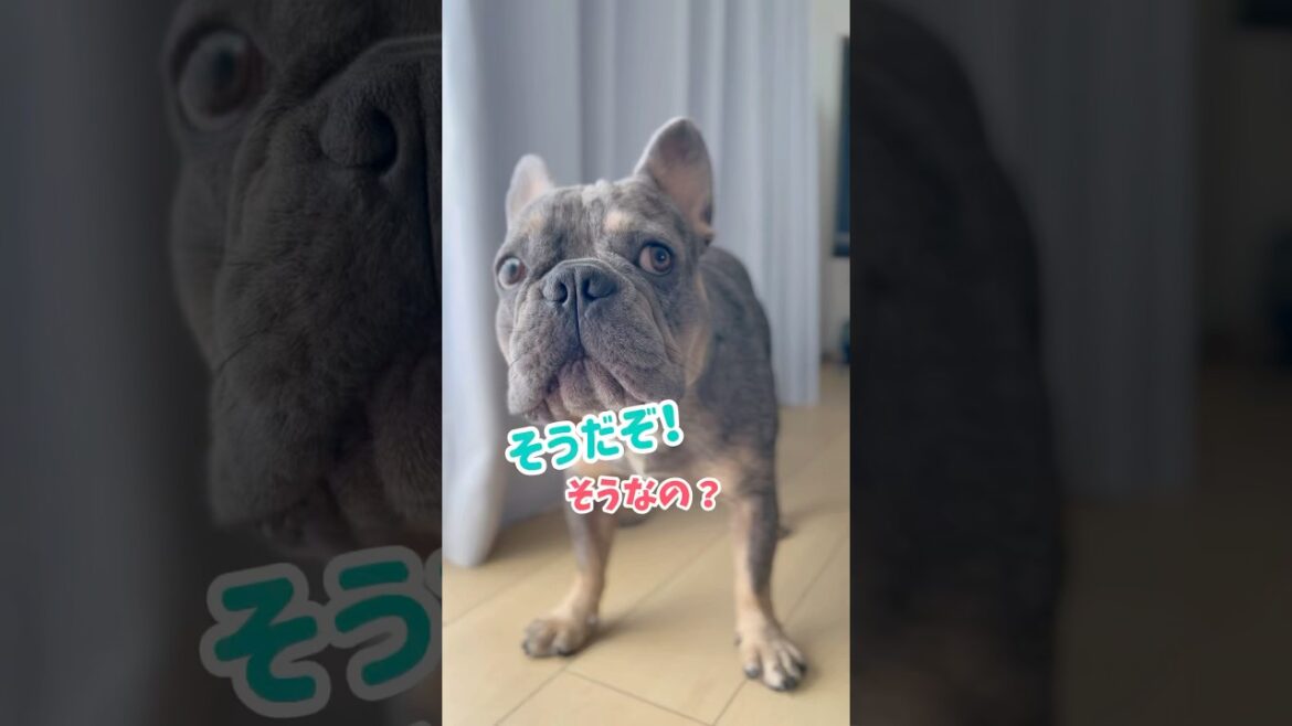 口が達者な弟と顔に出ちゃう兄ww #shorts