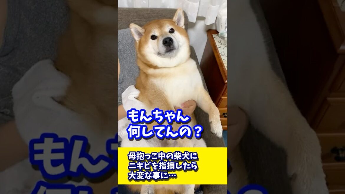 父に100%唸る柴犬のニキビを指摘したら大変な事に? #shibadog #柴犬 #sibainu  #犬のいる生活 #shorts 父に100%唸る柴犬のニキビを指摘したら大変な事に? #shibadog #柴犬 #sibainu  #犬のいる生活 #shorts