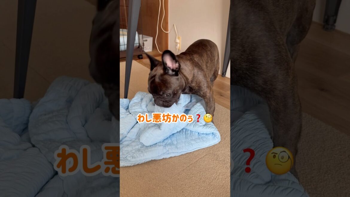 わし悪坊かのぅ？#フレブル #フレンチブルドッグ #frenchbulldog #いぬのいる生活 #犬のいる生活 #shortvideo #shorts #犬のいる暮らし