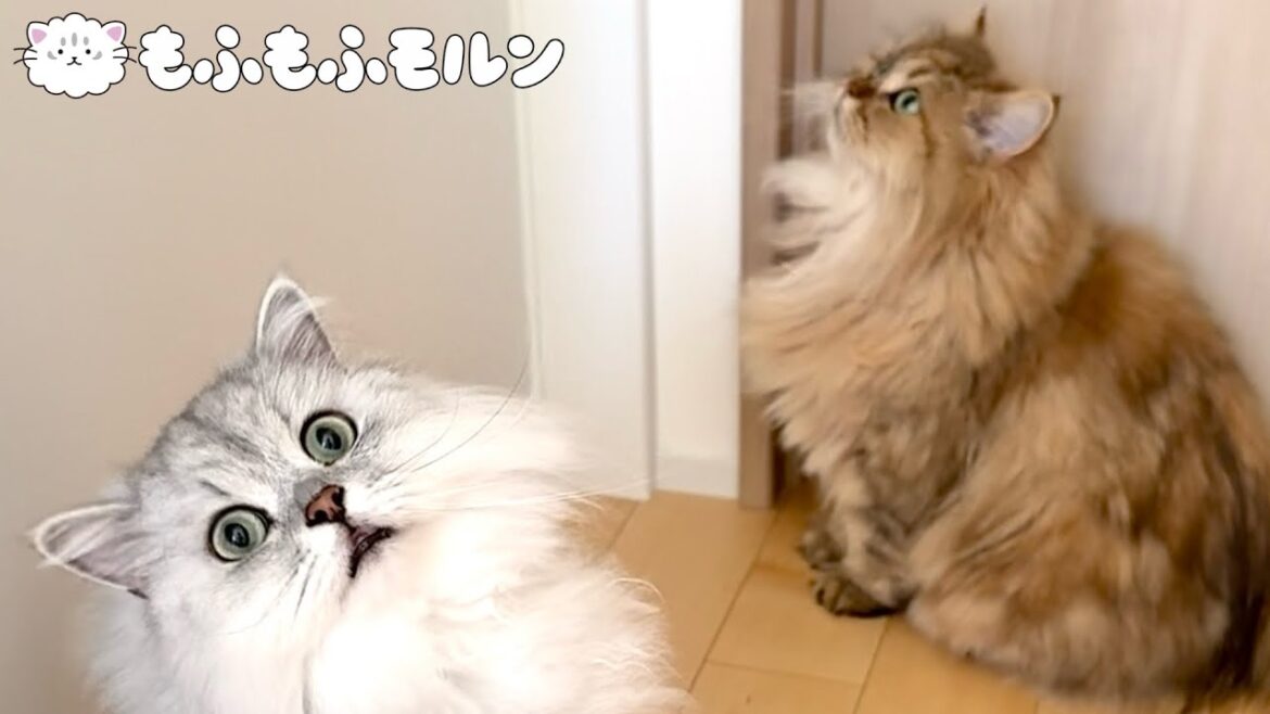 猫に着いていく猫を追います 【サイベリアン】