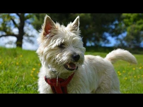 2025年にケアーン・テリアを飼い始めるべき4つの魅力的な理由!🐶✨ 2025年にケアーン・テリアを飼い始めるべき4つの魅力的な理由!🐶✨