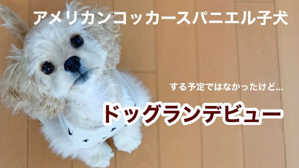 アメリカンコッカースパニエル 子犬 ＊ドッグランデビュー