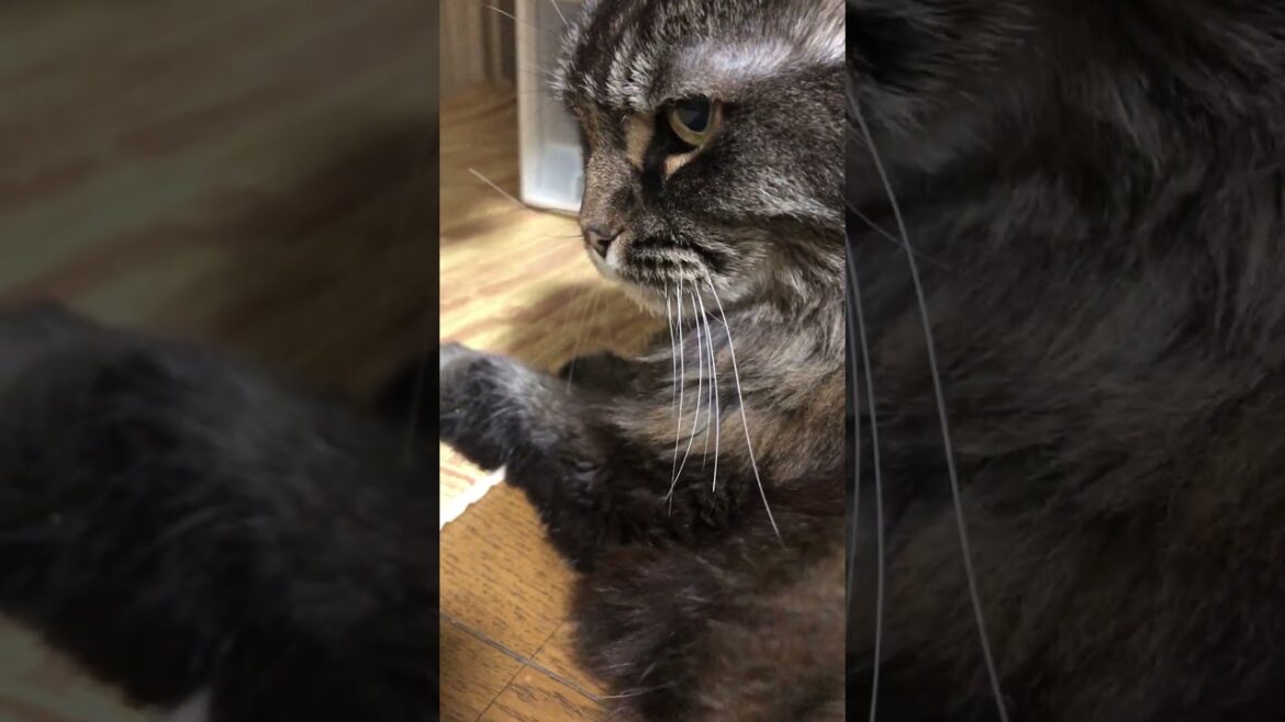 アメリカンカール#猫のいる暮らし ##depechemode #PeoleArePeople#ディペッシュモード#music #cat