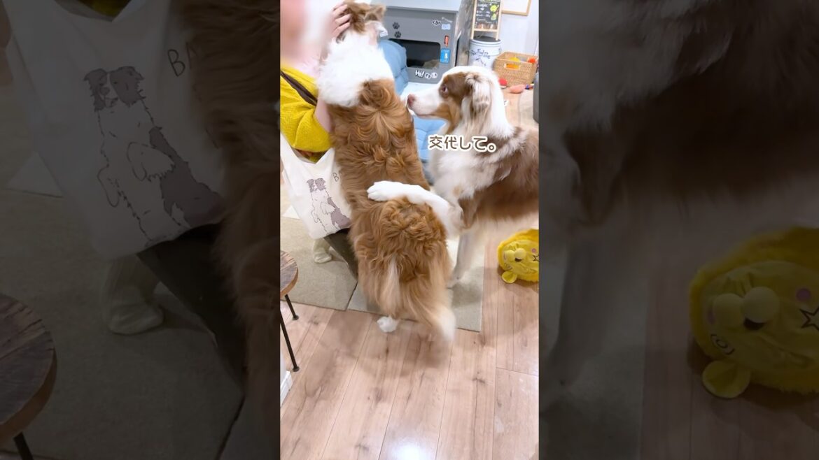 お姉ちゃんが遊びにきて大喜びの犬達が可愛すぎました😍【ボーダーコリー・オーストラリアンシェパード】#shorts