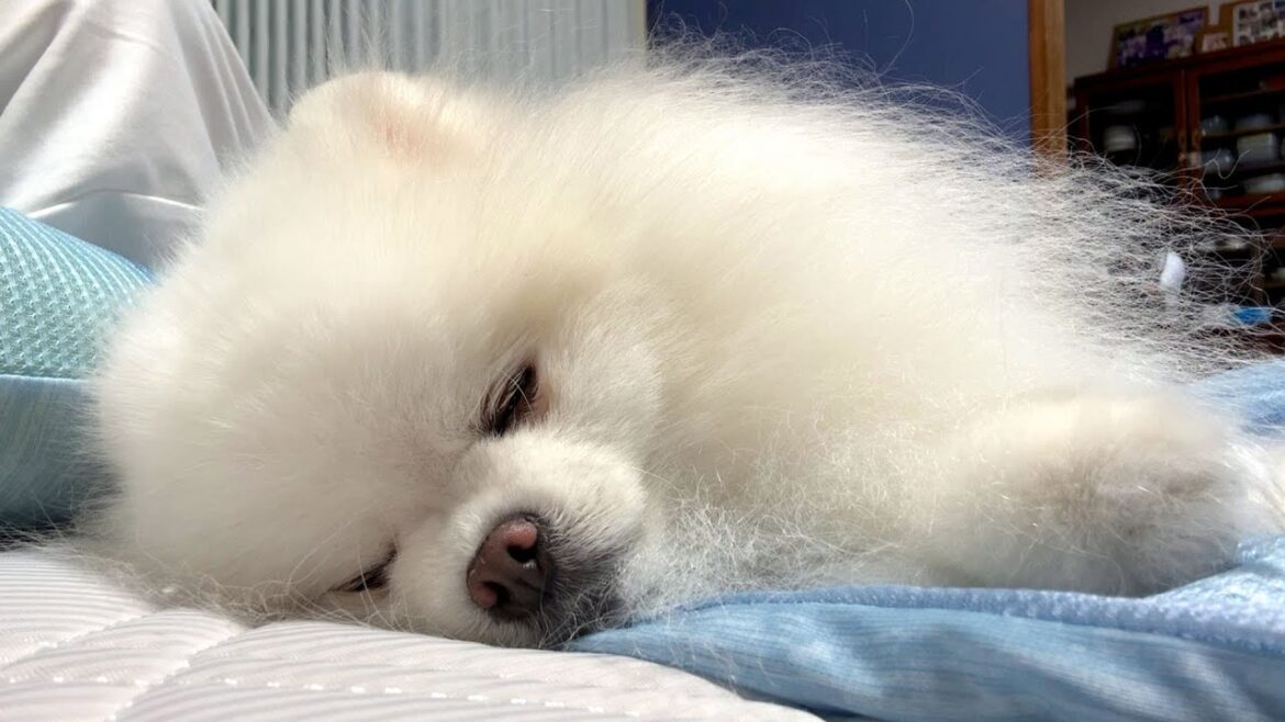実家の居心地が良すぎてポメラニアンがこうなりました
