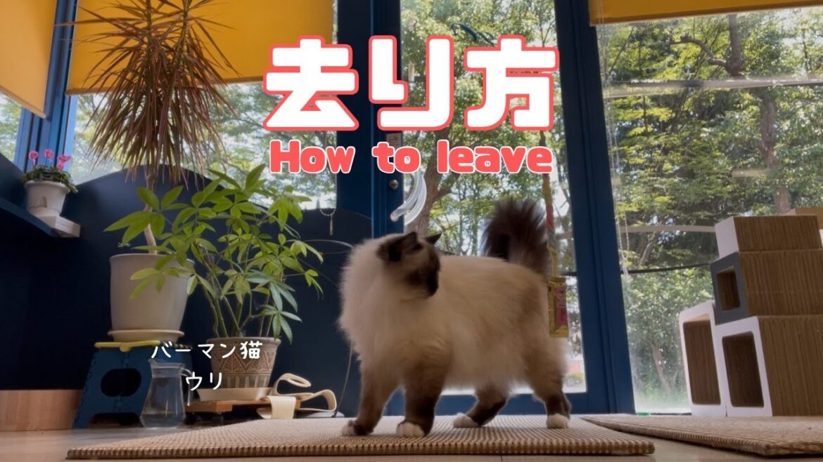 バーマン猫ラフとウリ【去り方】How to leave（バーマン猫）Birman/Cat