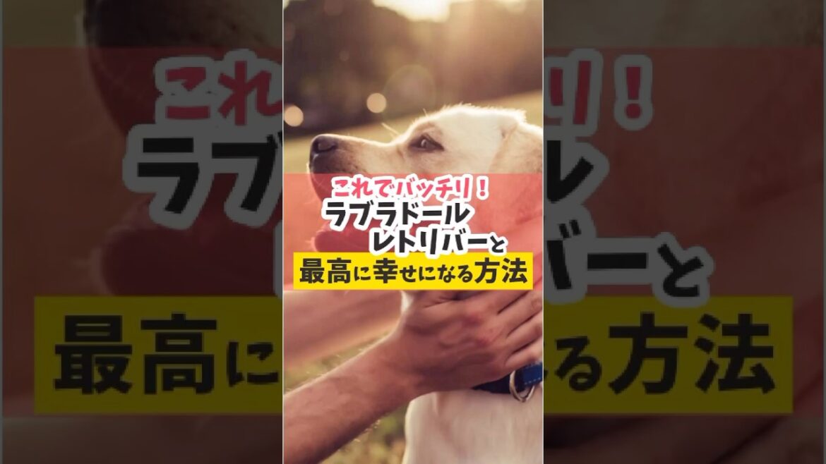 ラブラドール飼いの特権を最大限に受け取りたい飼い主さんに♪#犬のいる暮らし #犬のしつけ #dog