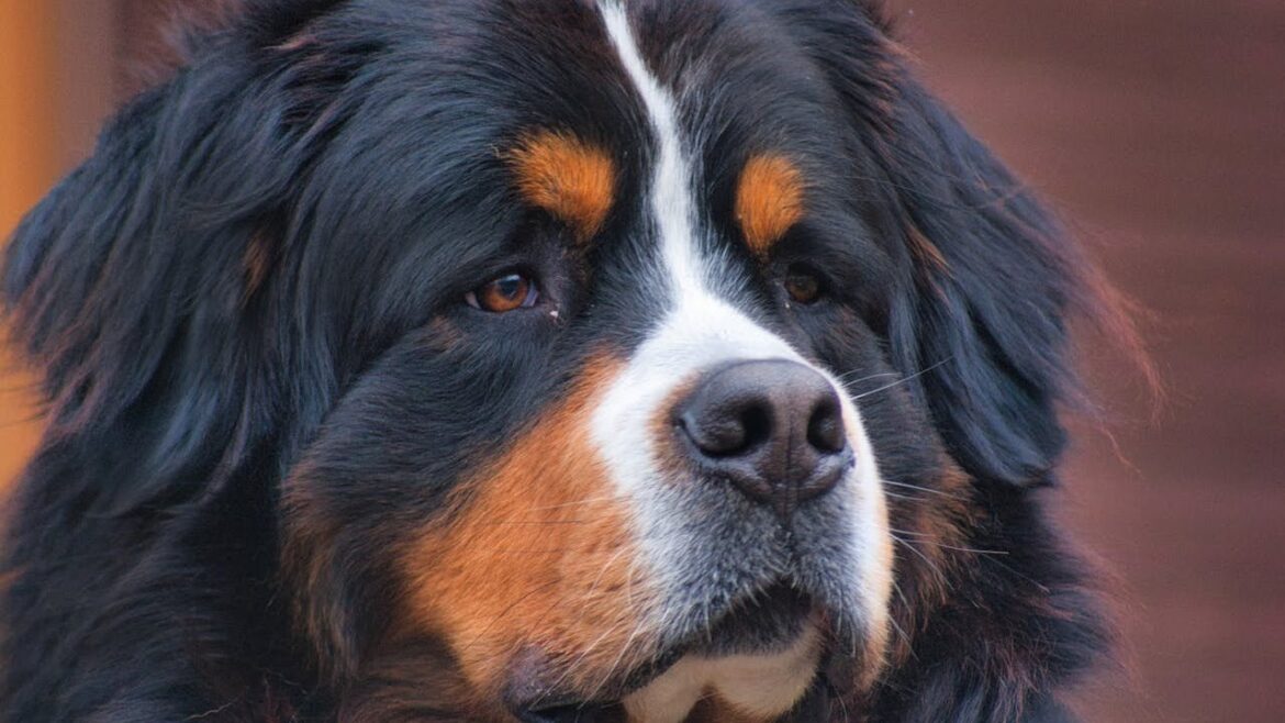 2025年にバーニーズ・マウンテン・ドッグを飼い始めるべき5つの魅力的な理由!🐶✨ 2025年にバーニーズ・マウンテン・ドッグを飼い始めるべき5つの魅力的な理由!🐶✨