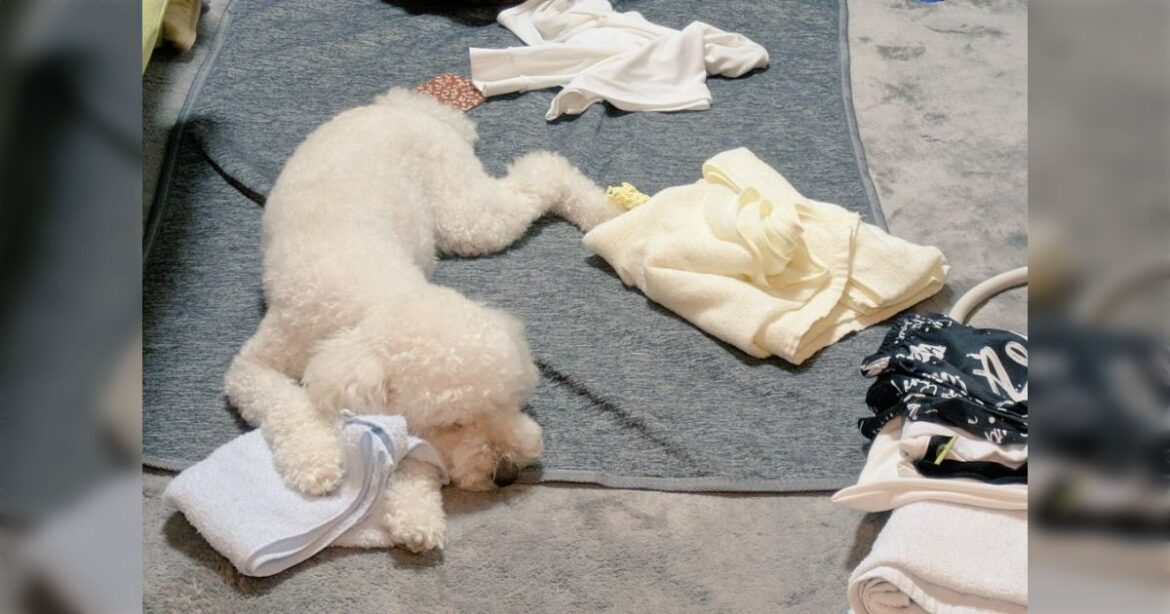 犬、人間が畳んだ洗濯物をぐちゃぐちゃにしている最中に眠くなってタオルを枕に寝たりする - Togetter [トゥギャッター]