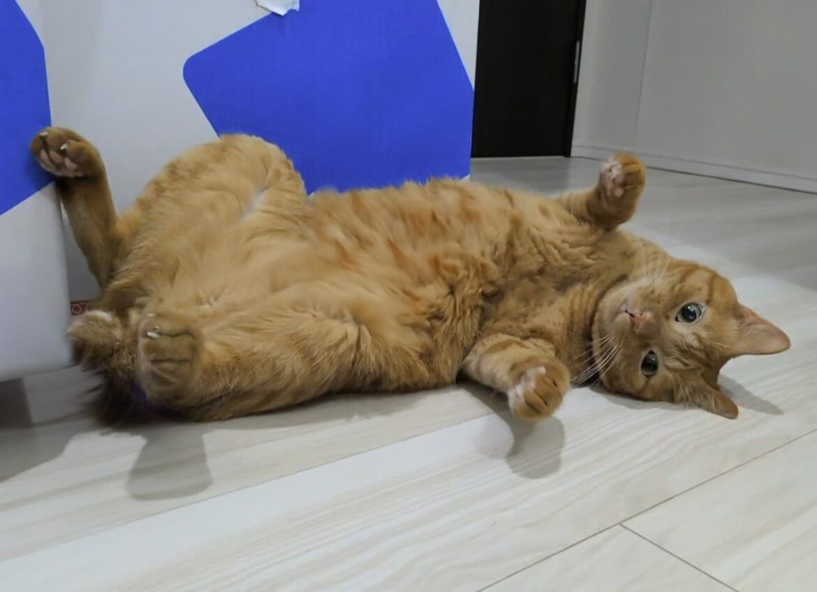 「起きたら枕元で待ち伏せしてた」松丸亮吾の愛猫が起きたらゴロン。様子をシェア | 話題の投稿 | スポーツブル (スポブル)