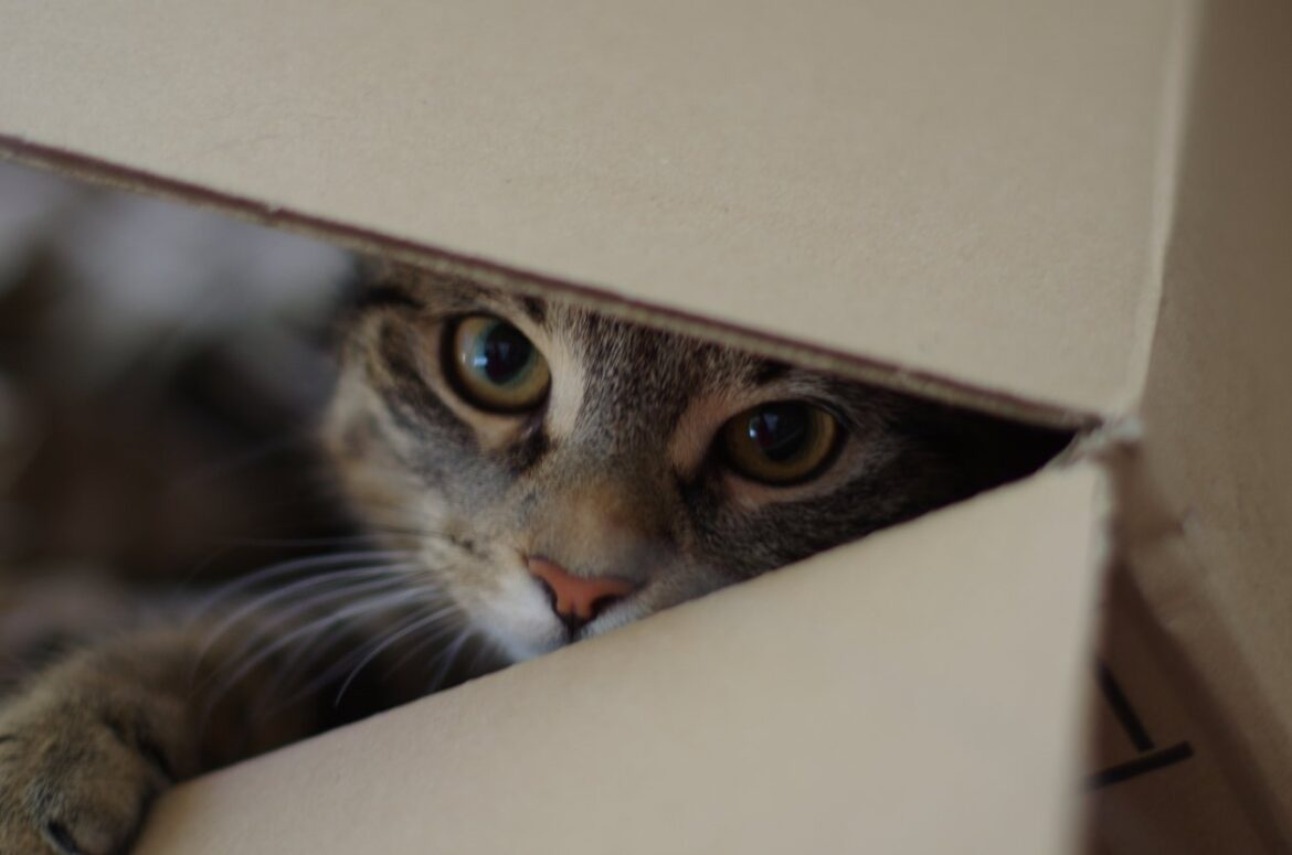 魚を盗む猫に社会批判の視座を据えること | アゴラ 言論プラットフォーム
