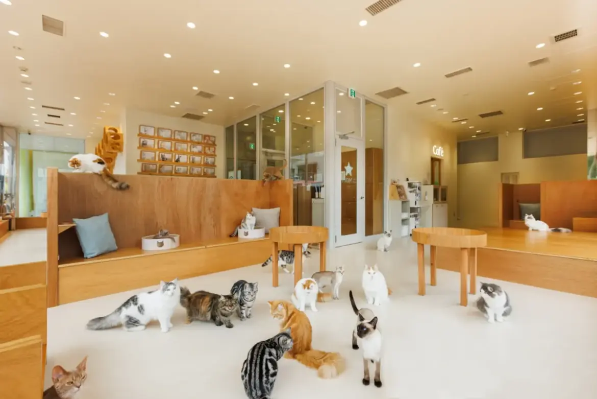 Cat Cafe MOFF