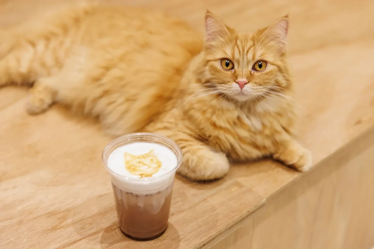 Cat Cafe MOFF