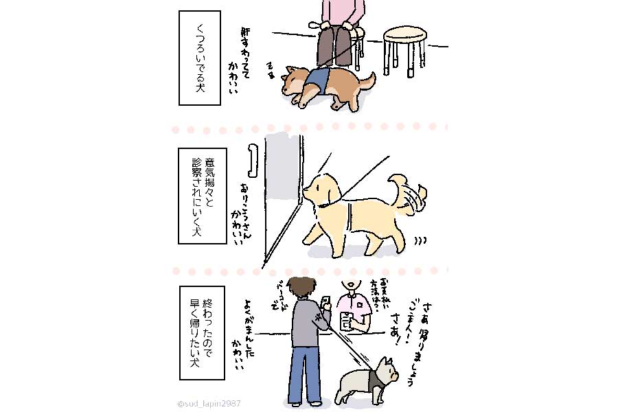 動物病院の待合室にいる犬。「帰りましょう」とアピールする姿もかわいい【画像提供：南兎（@sud_lapin2987）さん】