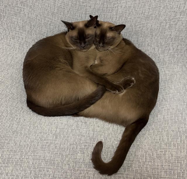 猫2匹、頬寄せ合い“一体化” 眠る姿に「美しいです〜」「眼福」「家紋になれそうなレベル」いつも一緒なのか聞いた | ORICON NEWS | 国内海外のニュース 猫2匹、頬寄せ合い“一体化” 眠る姿に「美しいです〜」「眼福」「家紋になれそうなレベル」いつも一緒なのか聞いた | ORICON NEWS | 国内海外のニュース