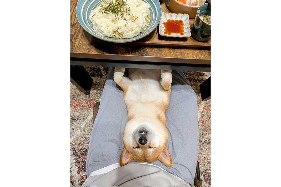 夕食時、飼い主さんの膝で寝たふりをするすずちゃん【写真提供：入間川いぬ散歩会（@IrumaRiverSanpo）さん】