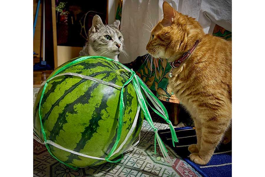 スイカを挟んでにらみ合う（左から）シャケくんとビワくん【写真提供：サユヤス（@SHAKEhizi_BSK）さん】