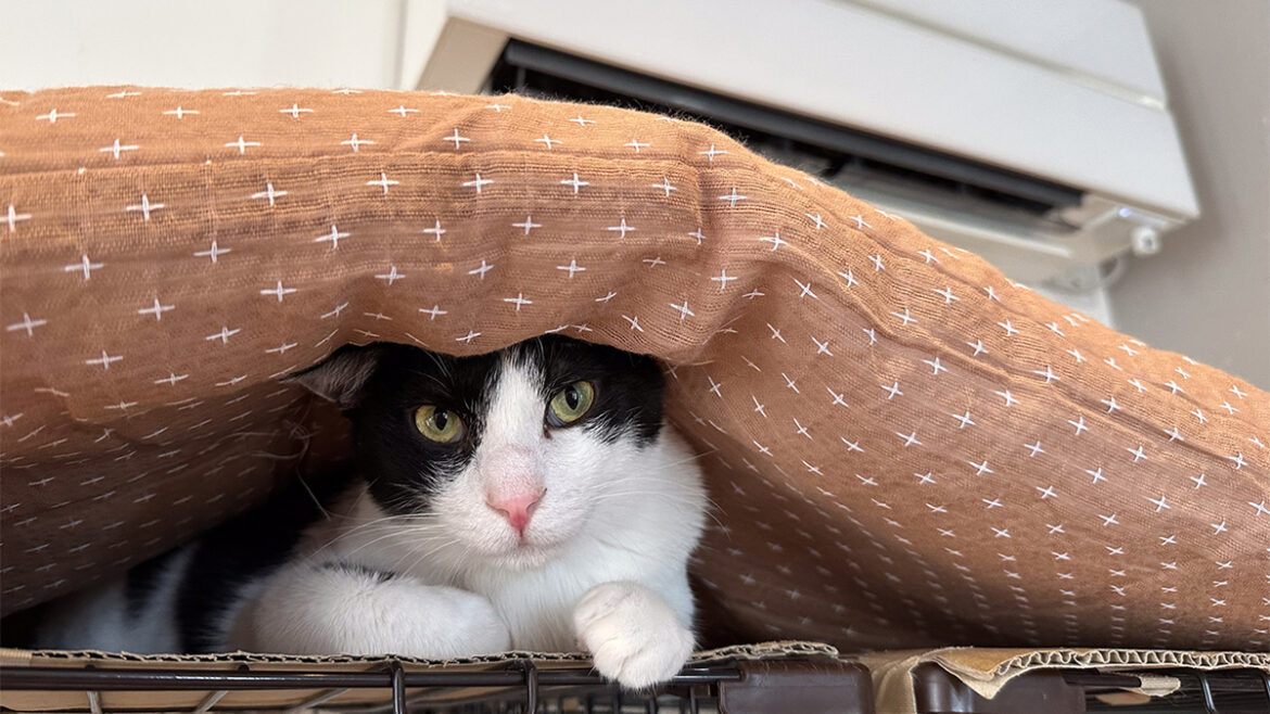 猫はエアコンの冷気が嫌いかも問題をこれまで撮影した猫写真で検証してみる - ASCII.jp