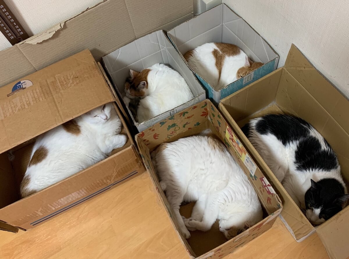 ダンボール箱に1箱1匹ずつ入る5匹の猫たち
