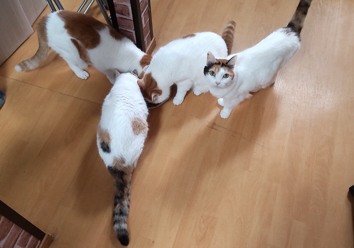 猫じゃらし（@nekosama_18）さんの愛猫たち