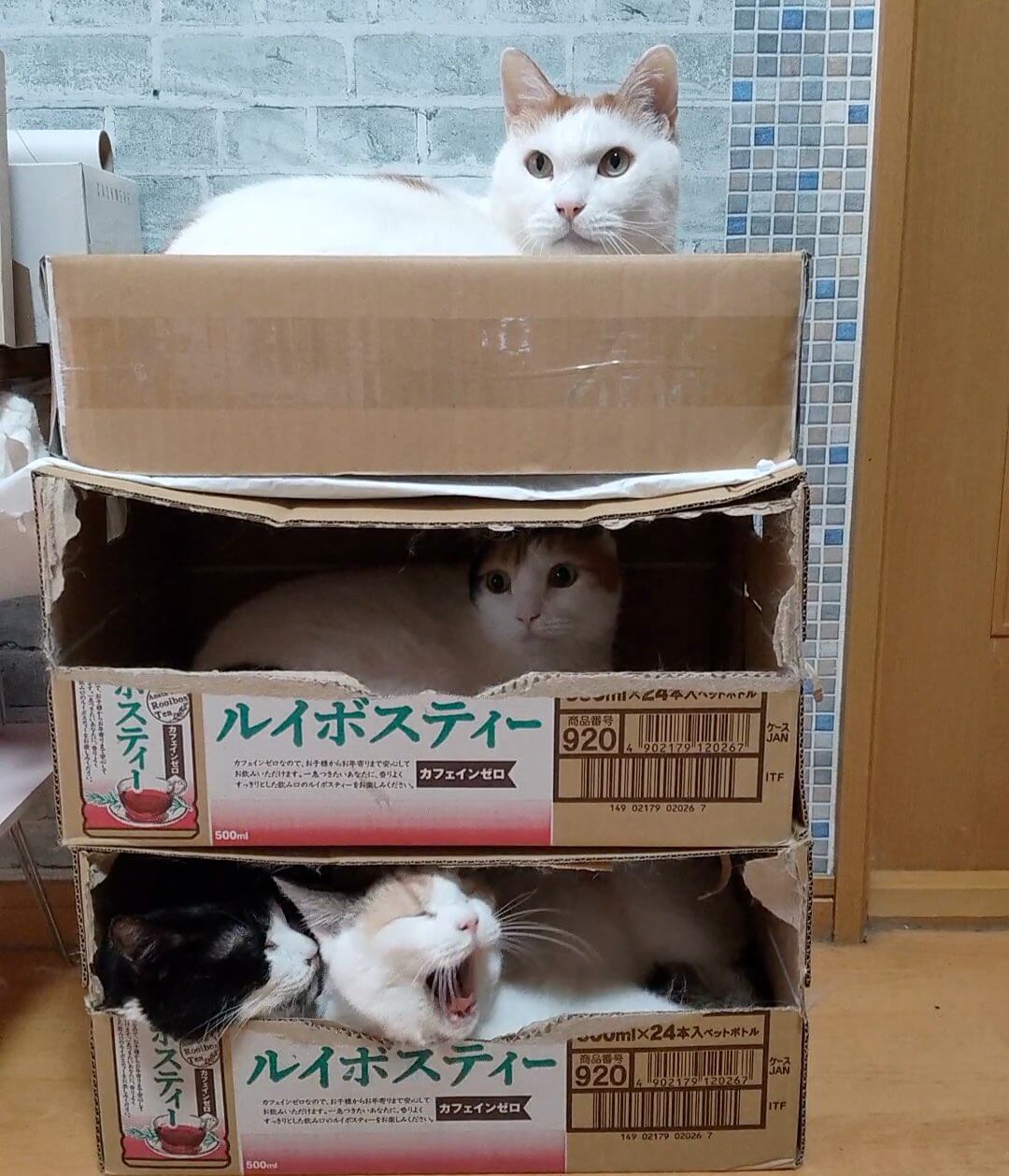 ダンボール箱を縦に積んだ猫マンション