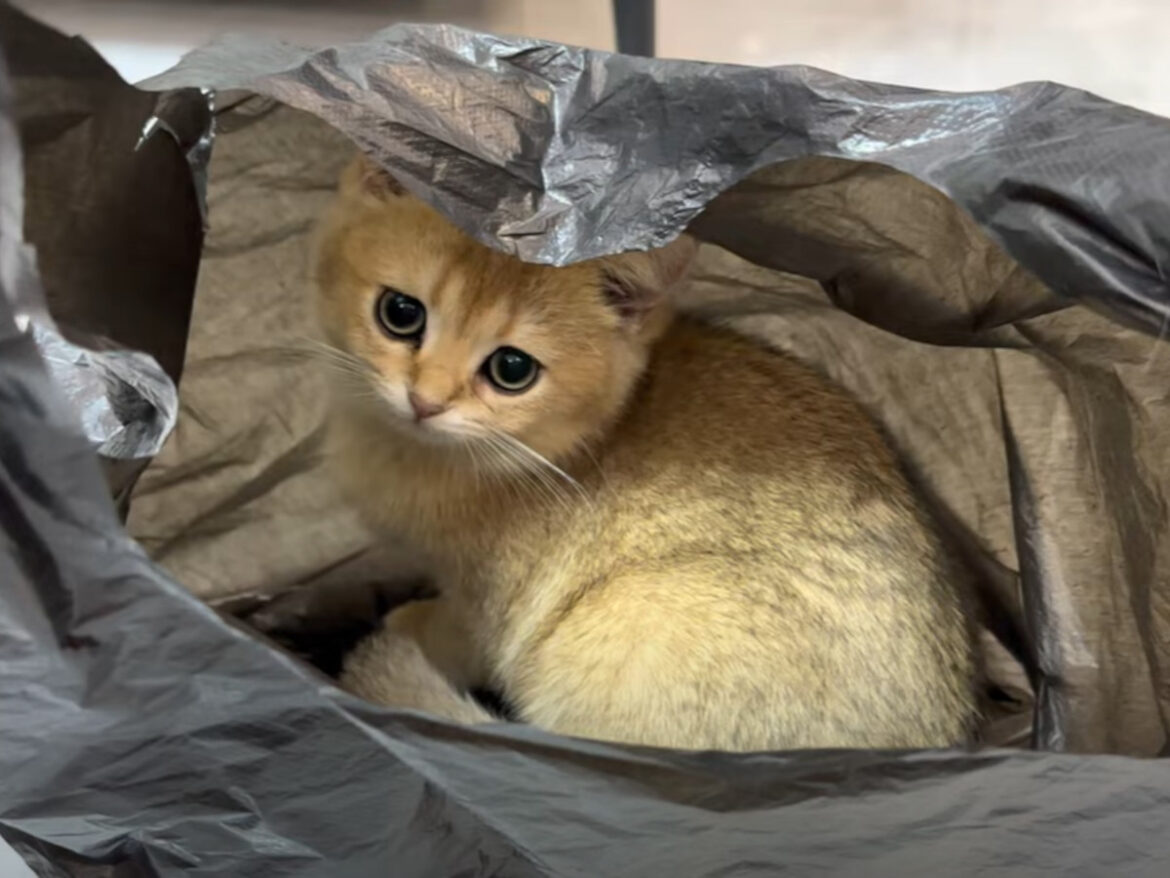「かわいい…」 ビニール袋が《お気に入りのおもちゃ》になった子猫の遊びっぷりに大反響 | オトナンサー