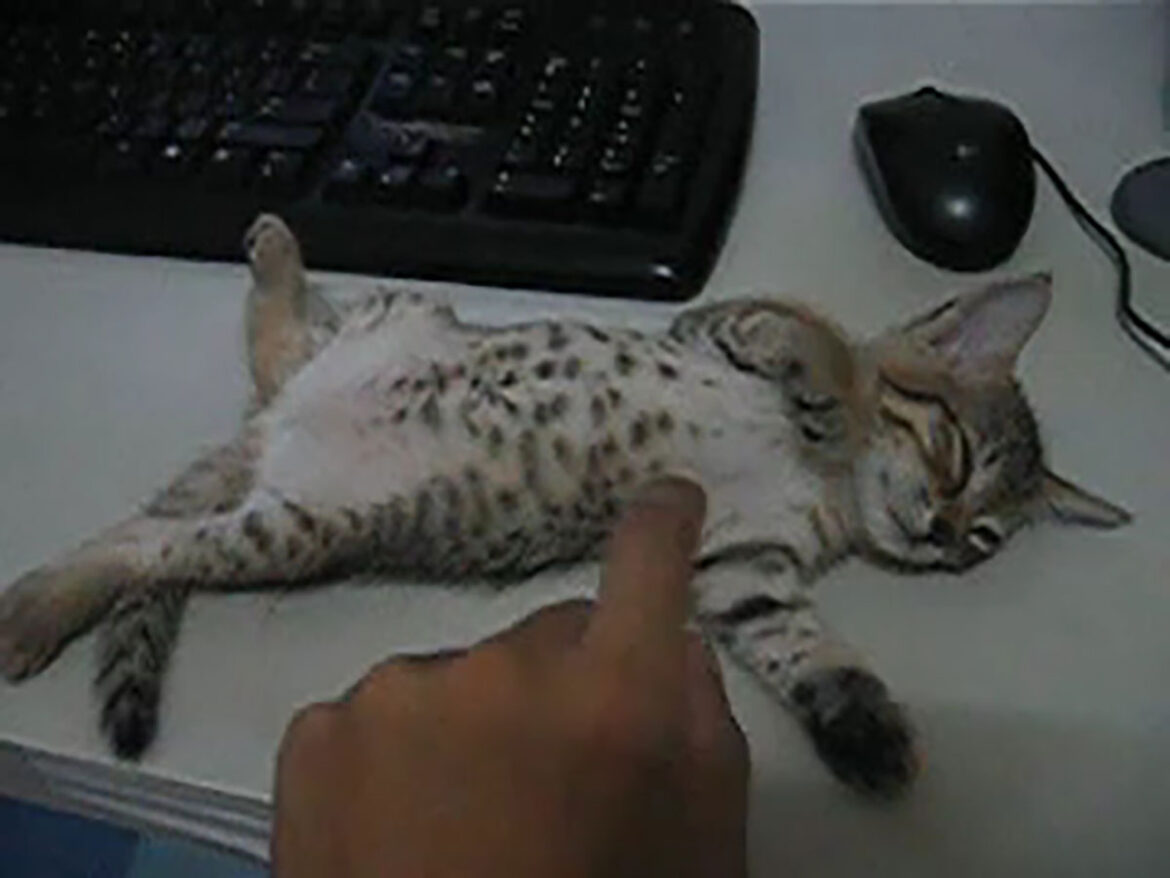 絶対に起きない子猫vsイタズラする飼い主！ 両者譲らぬ対決の結末に大反響「爆睡しすぎだろ」 | オトナンサー