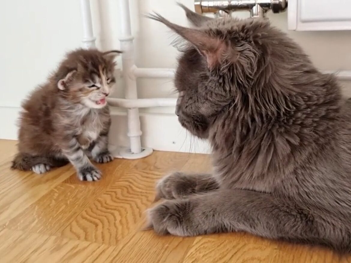 母猫＆視聴者「あなたどうやって脱走したの！？」 “ドヤ顔”子猫の華麗なる脱走劇にびっくり | オトナンサー